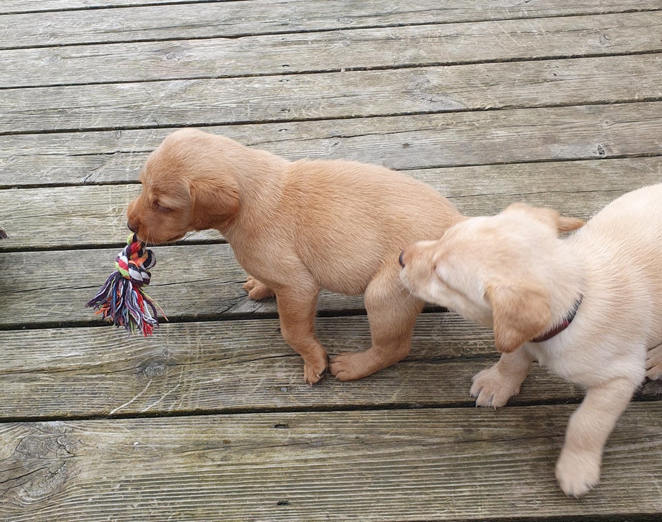 Labrador hanhund hvalp