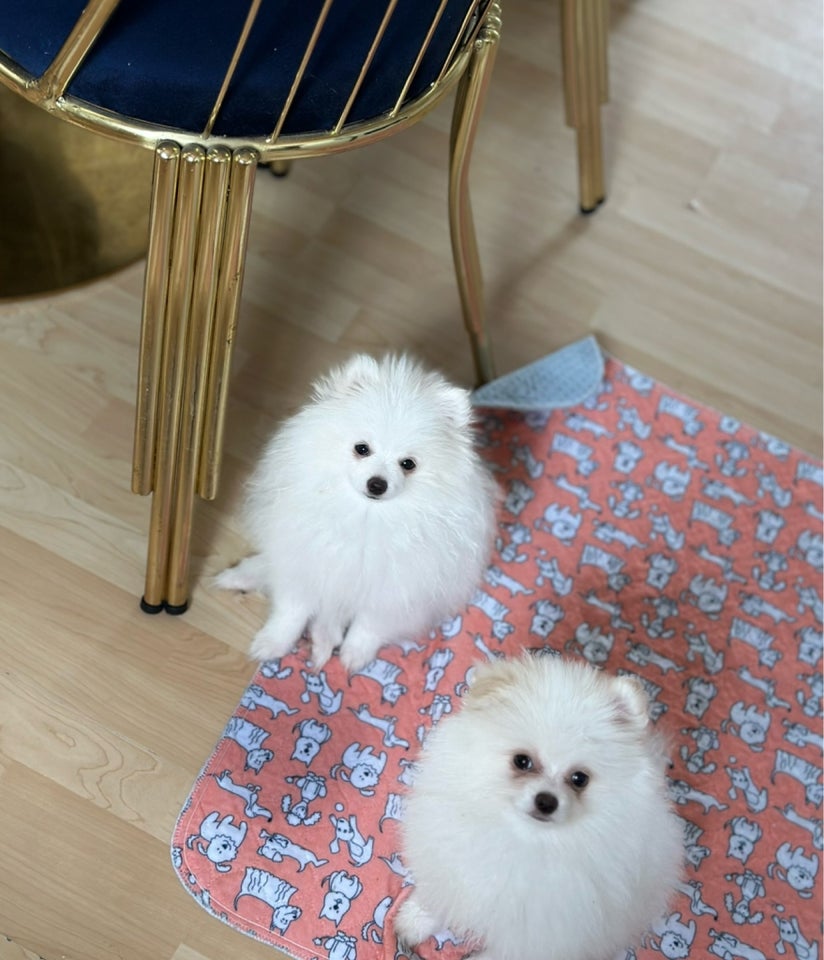 Pomeranian hvalpe 4 mdr