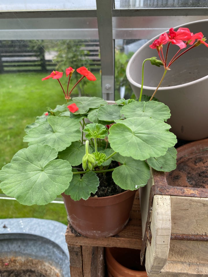 Pelargonie , Pelargonie