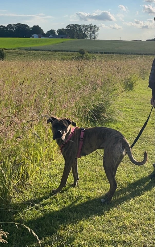 Cane Corso/Presa canario hund 8