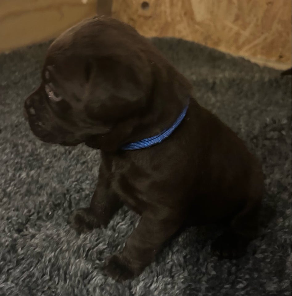 Labrador, flere hvalpe, 8 uger