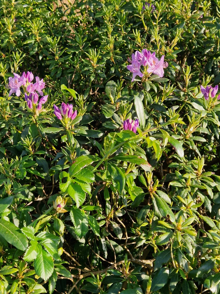 Rododendron, Rododendron