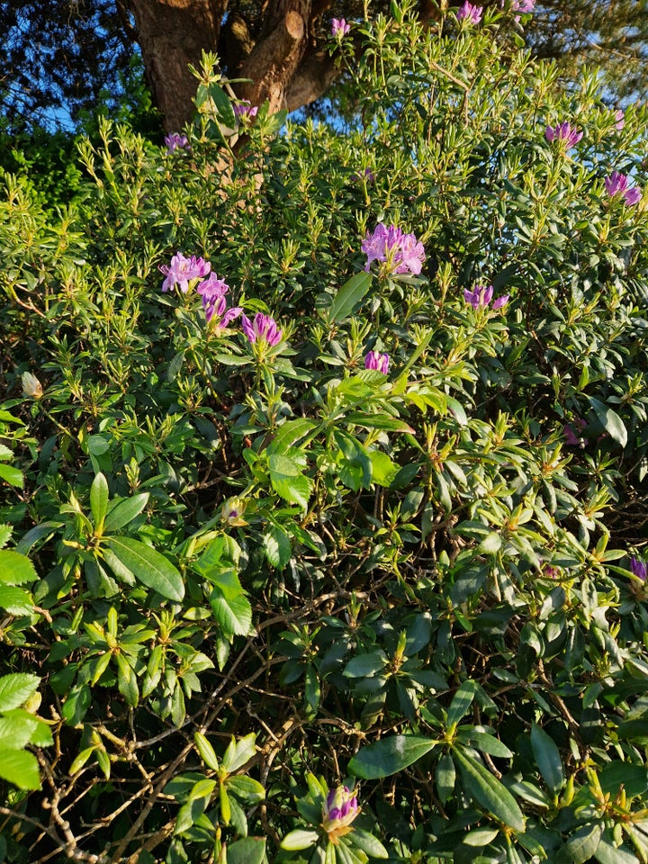 Rododendron, Rododendron