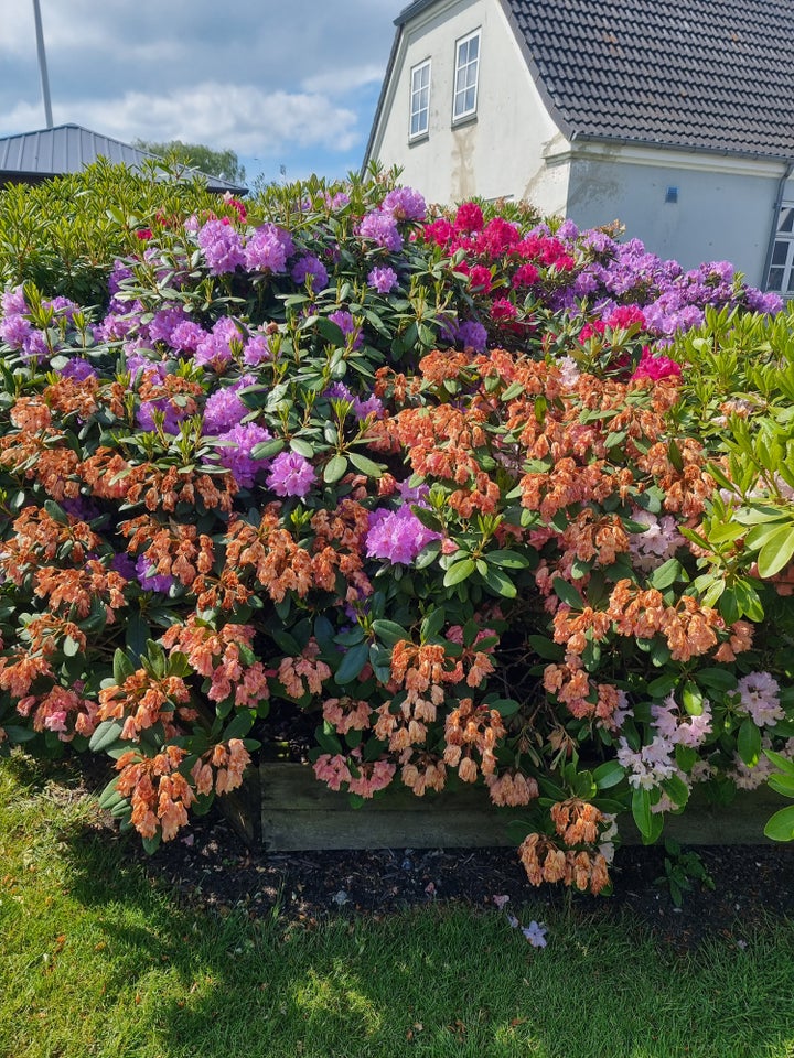 Rododendron