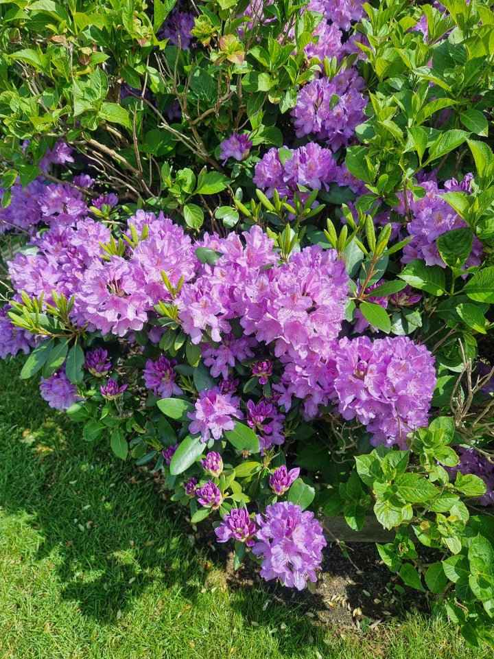 Rododendron