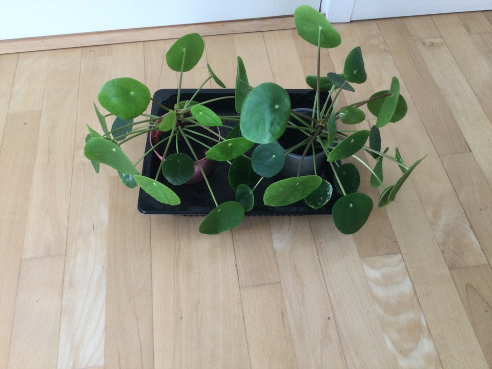 Pilea  Stueblomster