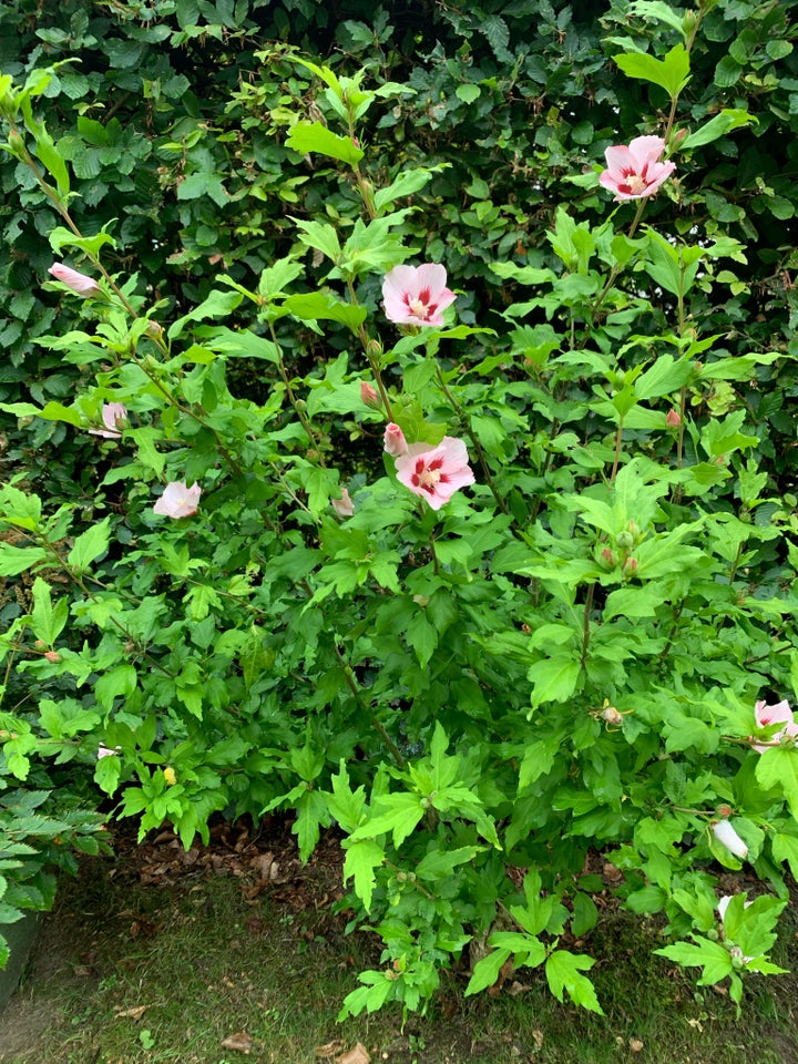 Hibiscus Busk - blå/lilla 