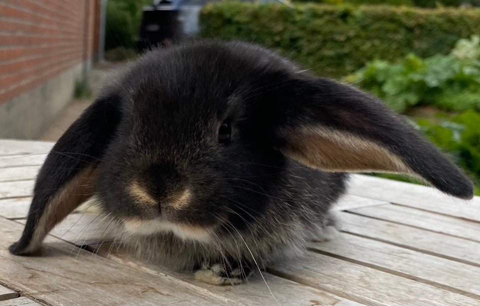 Kanin FRANSK VÆDDER HUN SORT