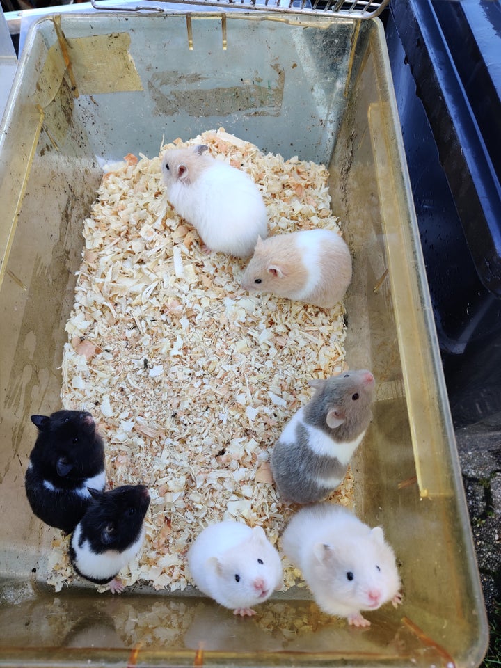 Hamster, Guldhamstere, 0 år