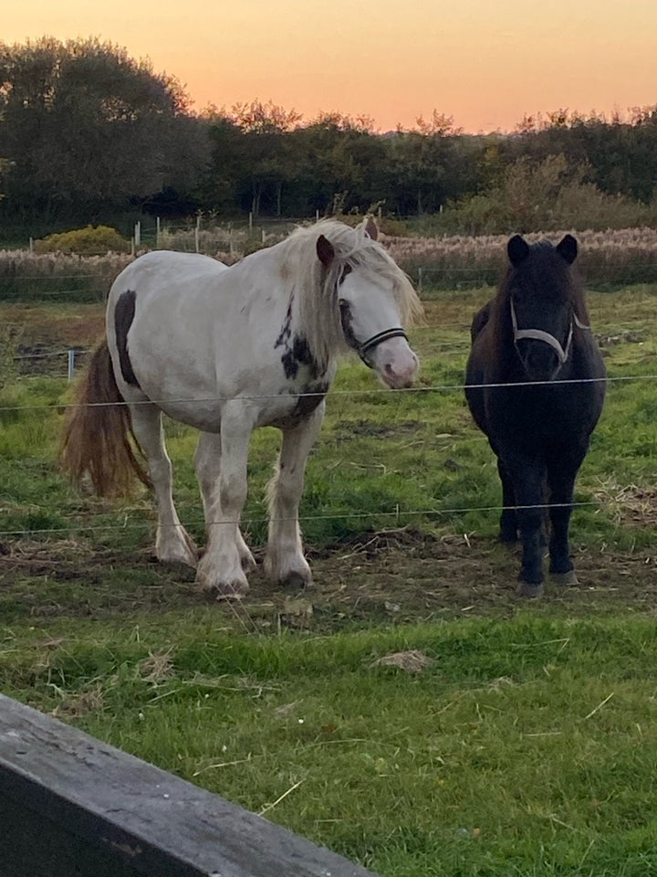 Shetlandspony, hoppe, 3 år