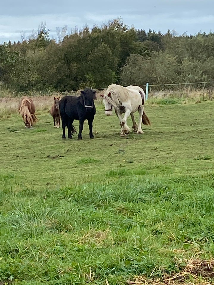 Shetlandspony, hoppe, 3 år