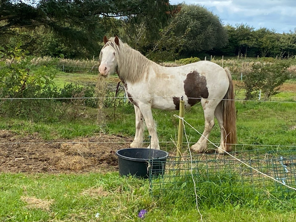 Shetlandspony, hoppe, 3 år