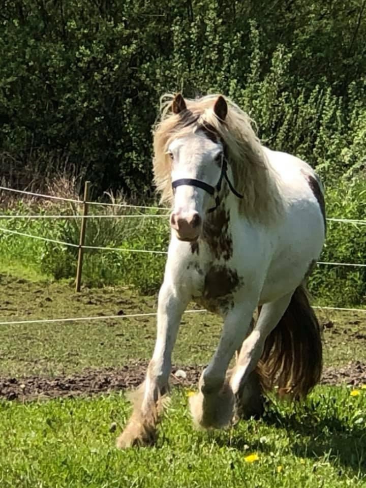 Shetlandspony, hoppe, 3 år