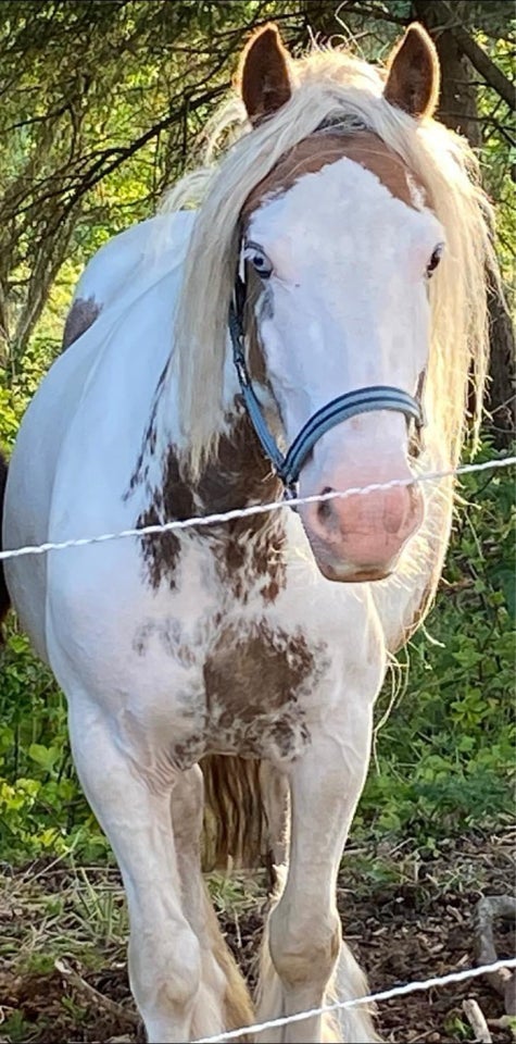 Shetlandspony, hoppe, 3 år