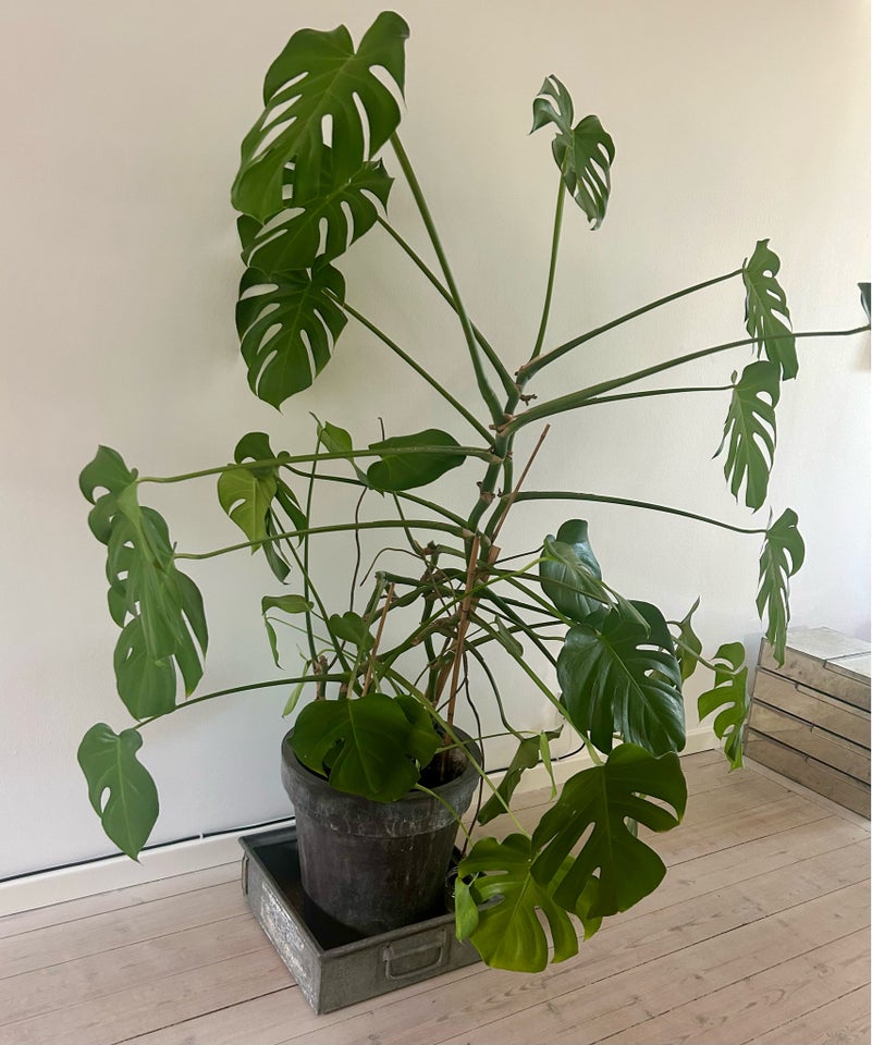 Stueplante Monstera