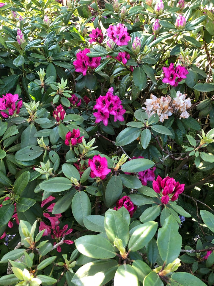 Rhododendron