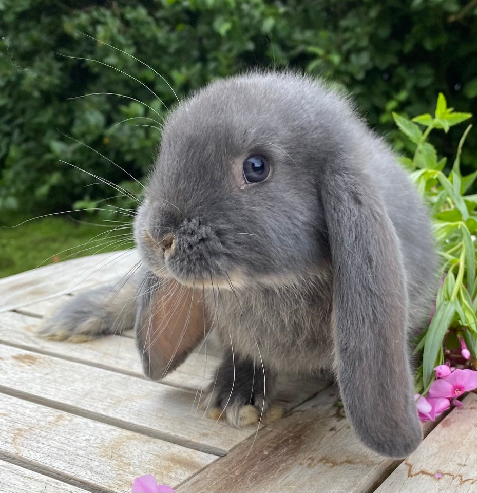 Kanin FRANSK VÆDDER HAN BLÅ OTTER