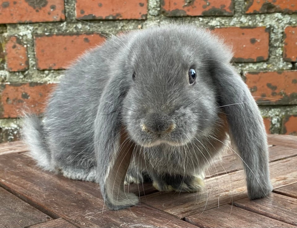 Kanin FRANSK VÆDDER HAN BLÅ OTTER