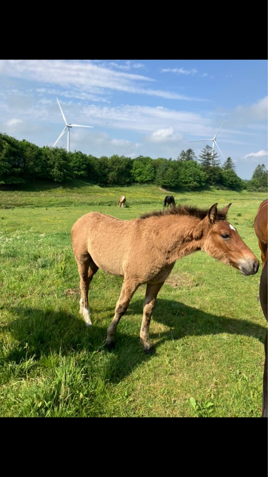 Blanding hingst 0 år