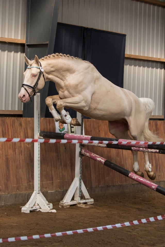 Palomino hingst 14 år