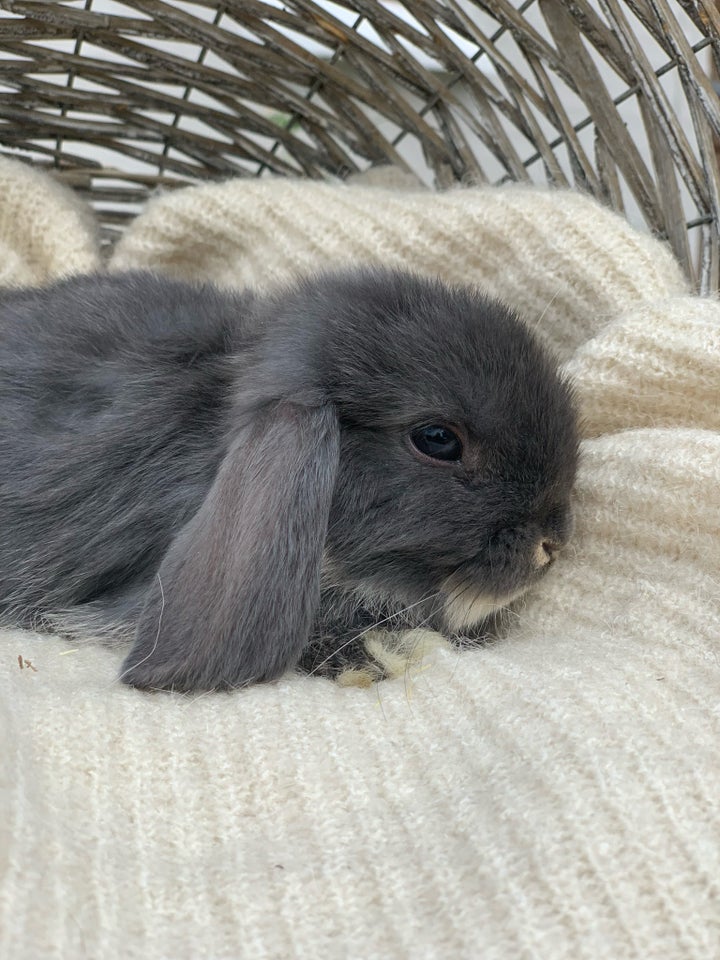 Kanin Mini lop 0 år