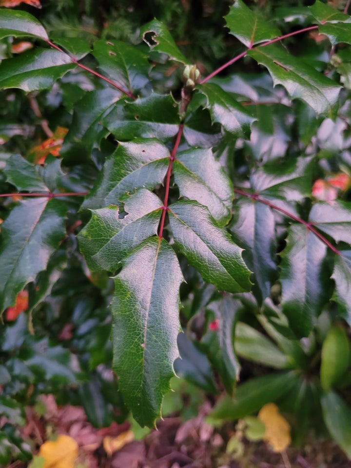 Mahonia