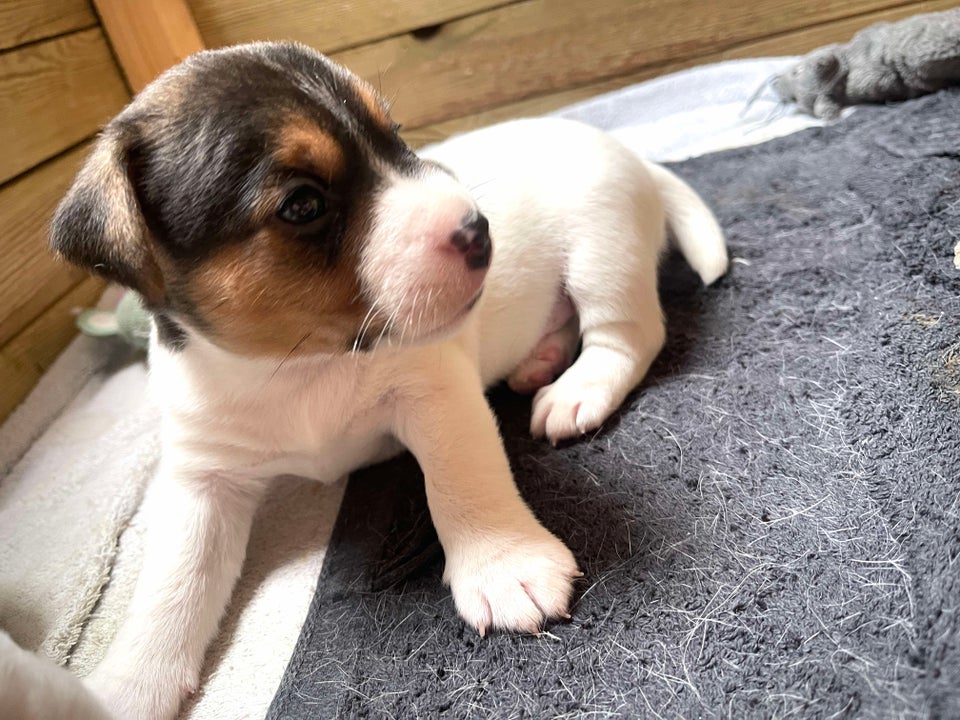 Jack Russell Terrier Hvalpe...