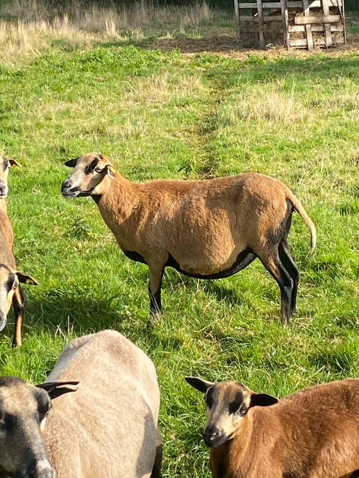 Får, Cameroun, 4 stk.