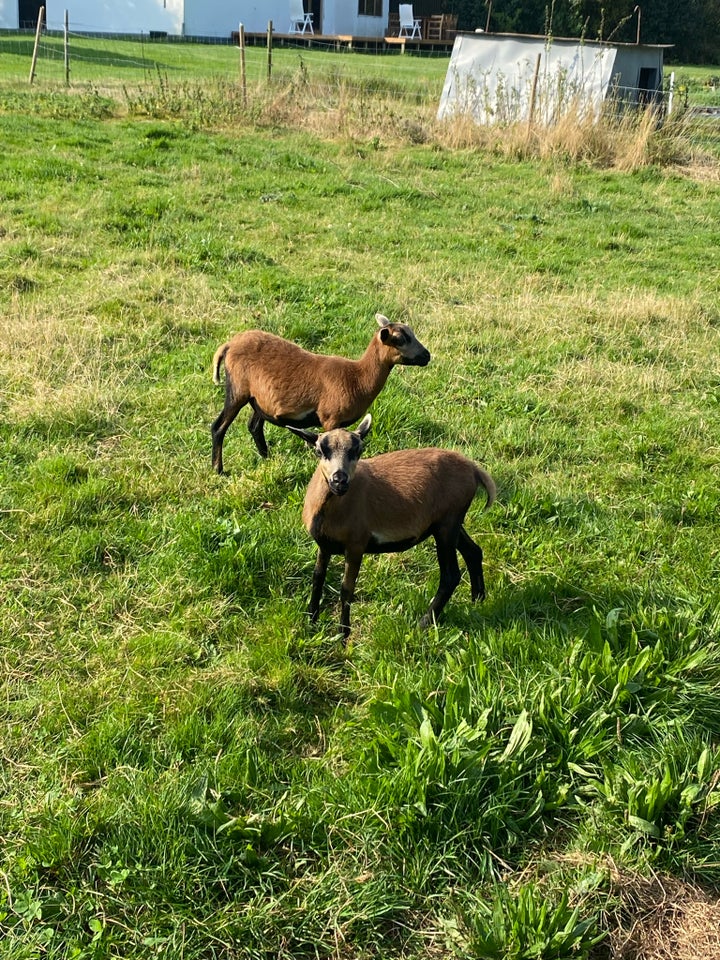 Får, Cameroun, 4 stk.