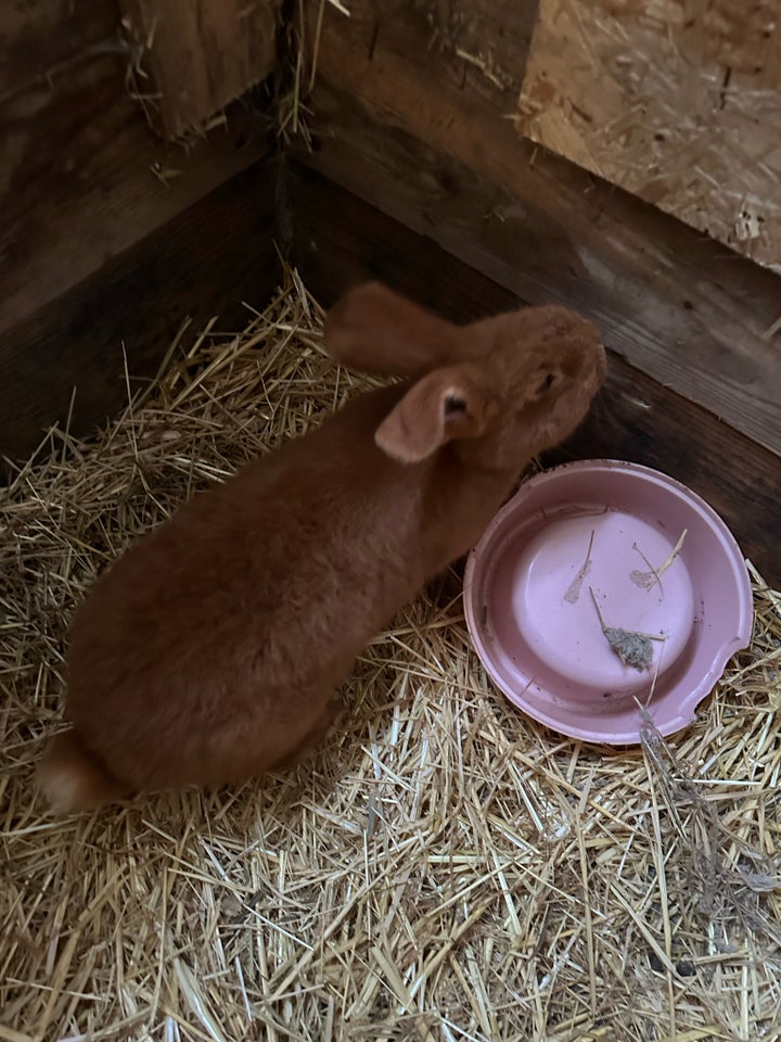 Kanin, NZR, 0 år