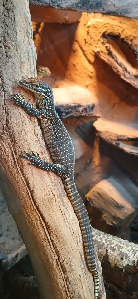 Andet krybdyr, Argus monitor