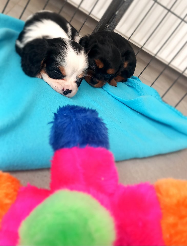 Cavalier King Charles Spaniel