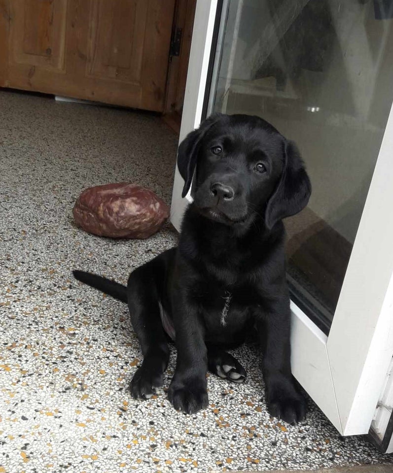 Ægte Labrador Retriever hvalpe