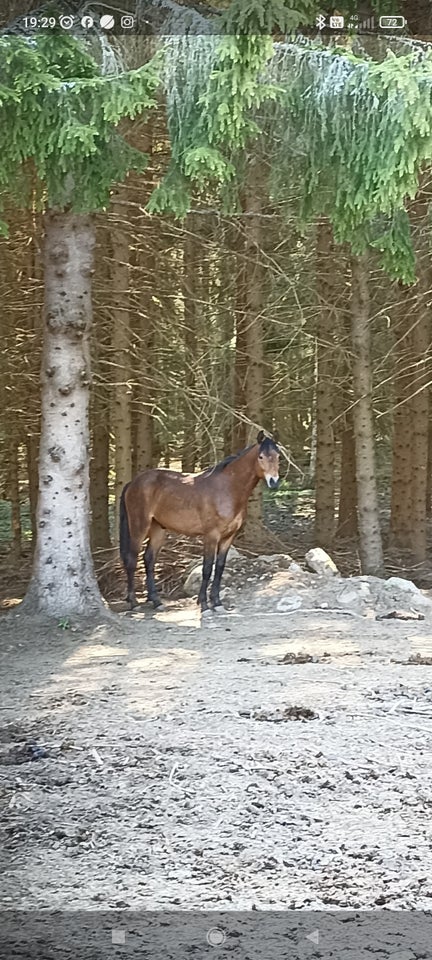 Blanding hingst 2 år