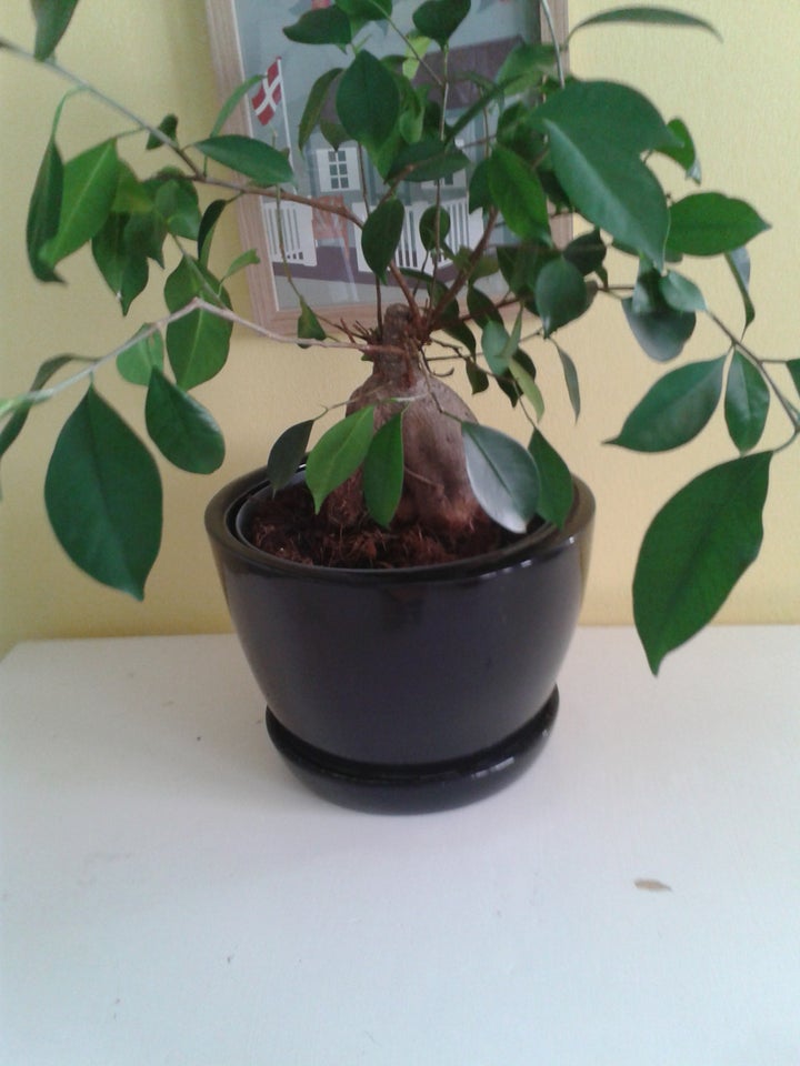 Bonsai Ficus bonsai træ