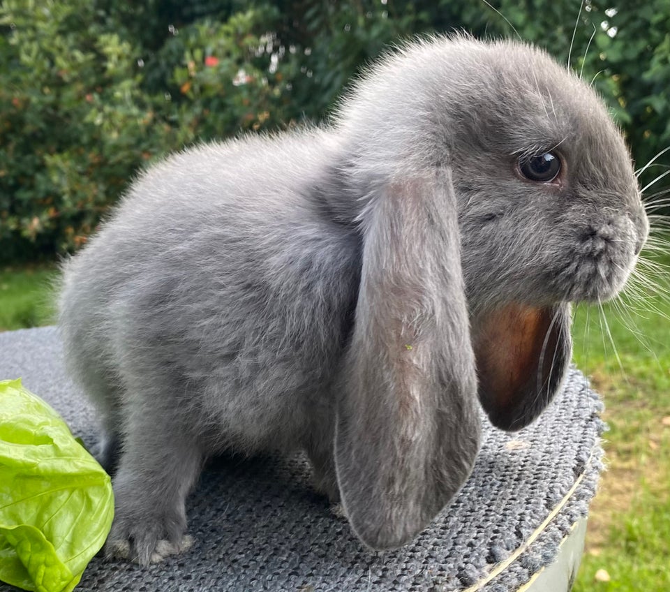 Kanin, AVLSKLAR FRANSK VÆDDER HUN