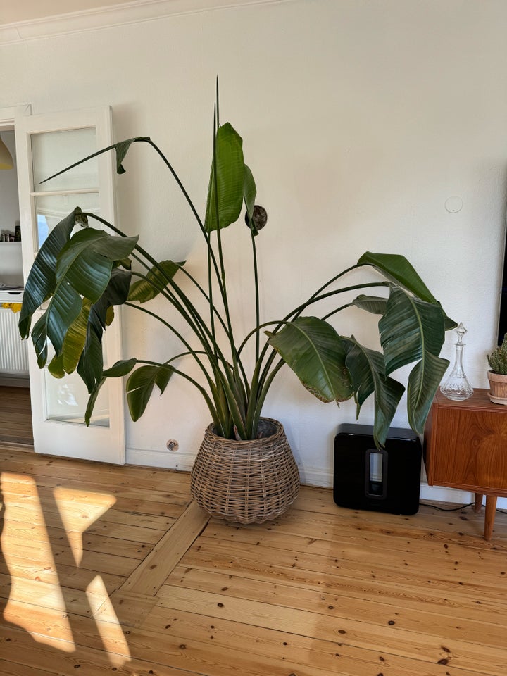 Stor grøn plante  Palme