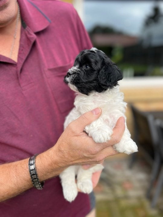 Blanding. Lhasa Apso/ Havapoo,