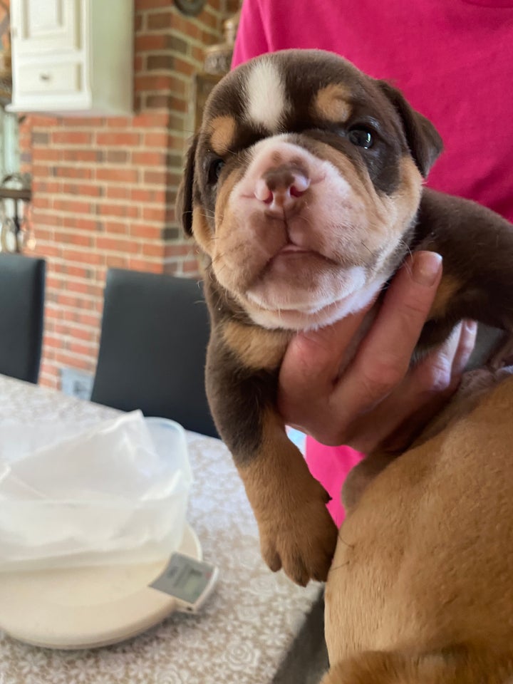 Old english bulldog hvalpe