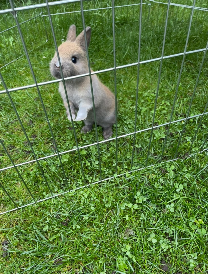 Kanin, Hermelin, 0 år