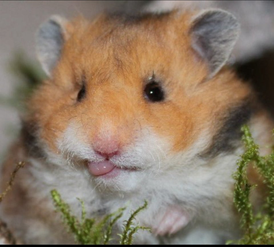 Hamster Guldhamster 0 år