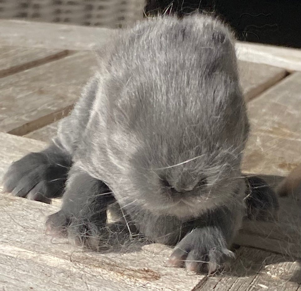 Kanin FRAnsk VÆDDER HAN BLÅ OTTER