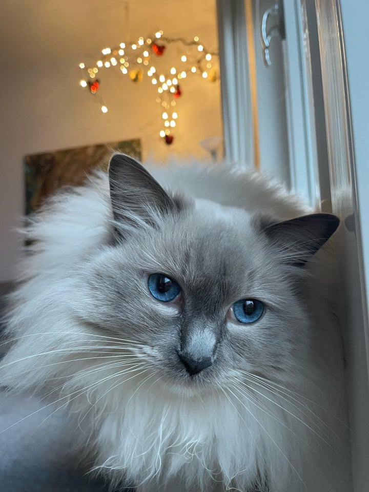 Ragdoll hunkat 5 år