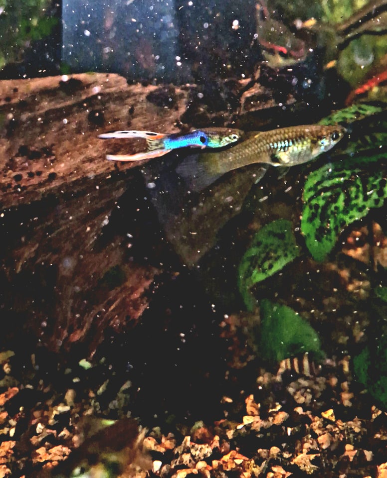 Endler guppy