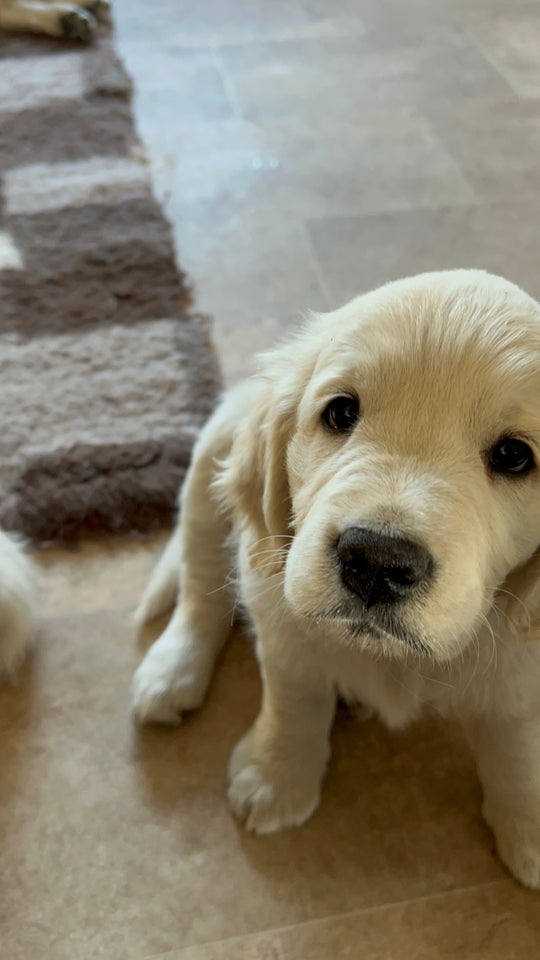 Golden retriever tæve hvalp