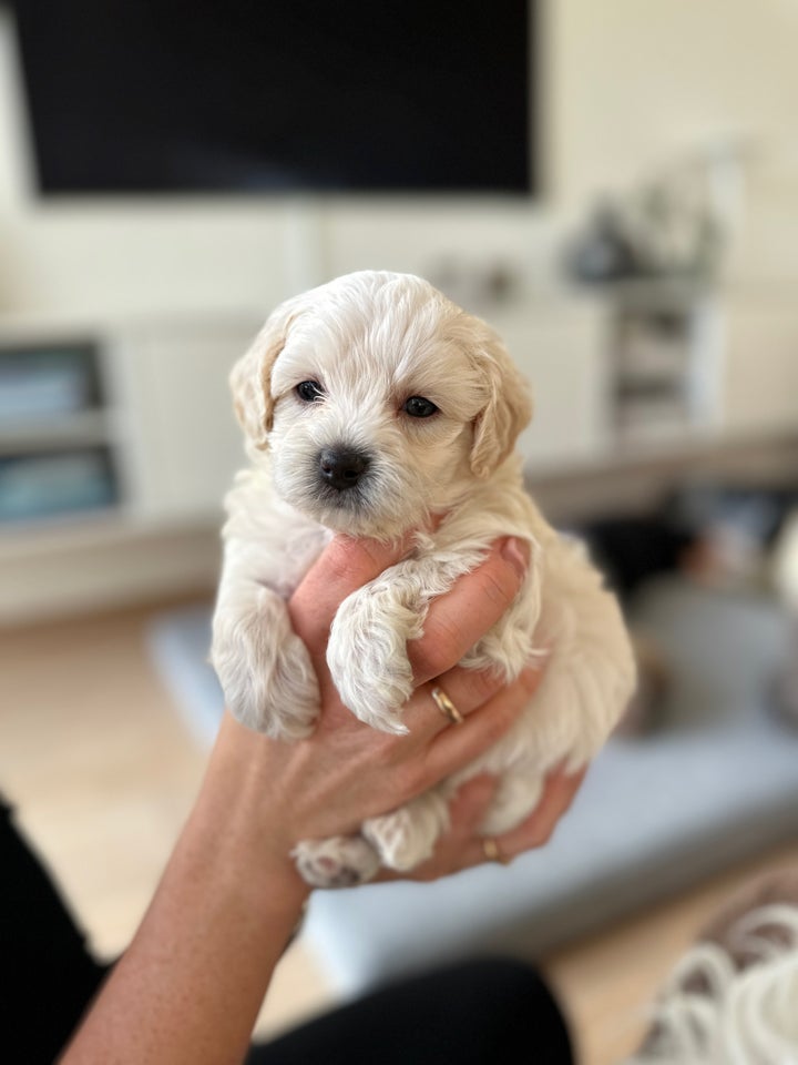 Malteser / Cockapoo, hvalpe, 6 uger