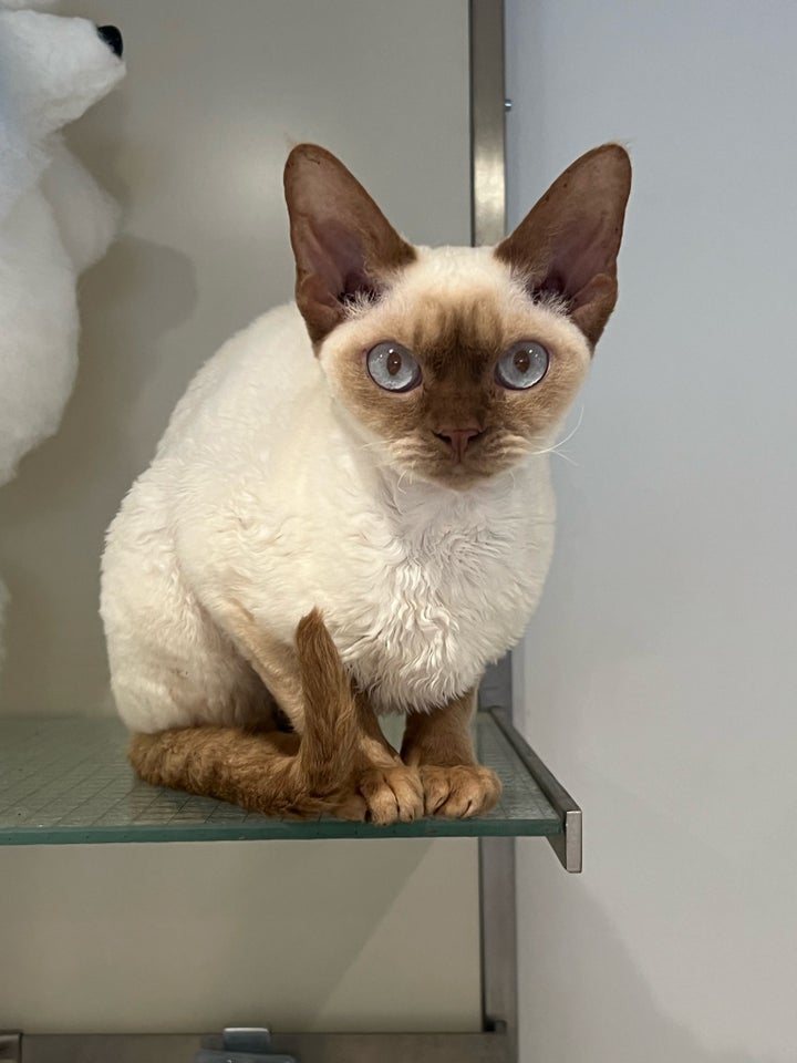 Devon Rex, hunkat, 12 mdr.