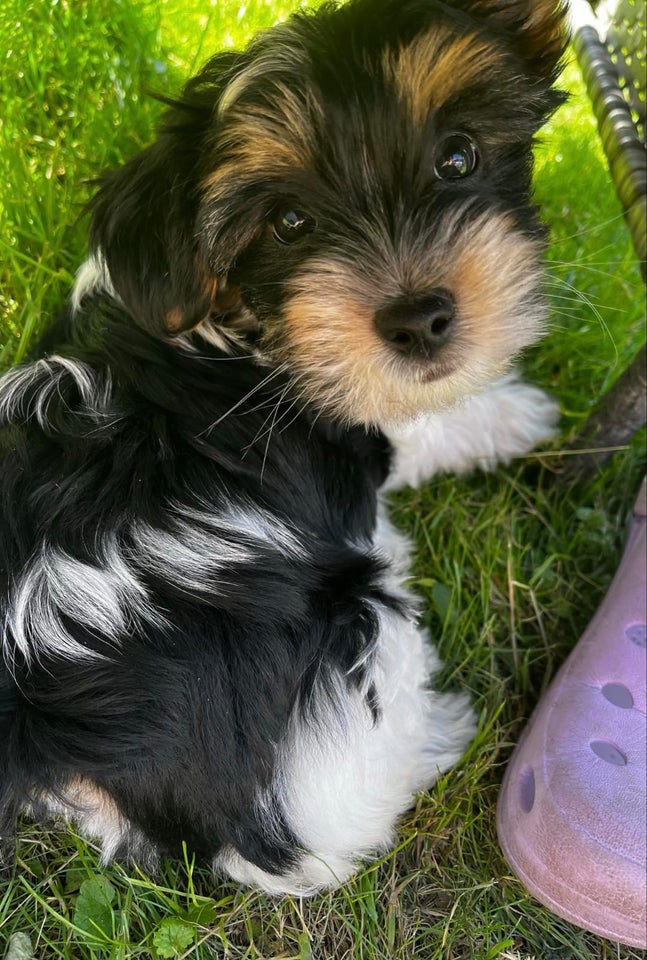 Yorkshire terrier biever tr