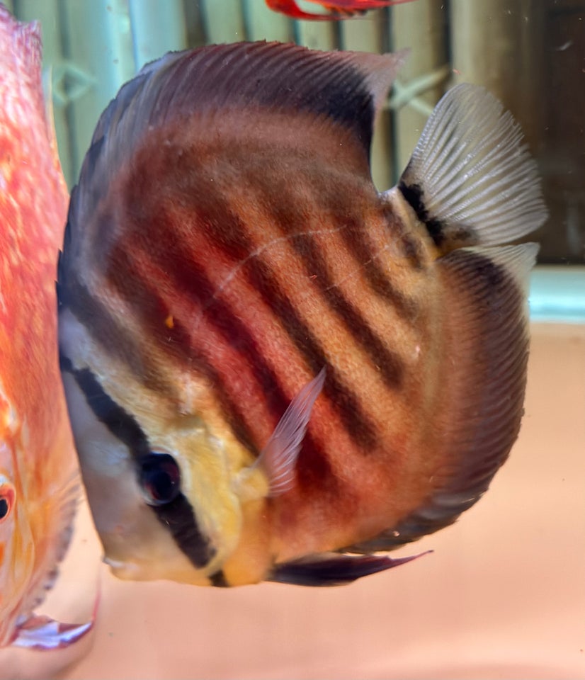 Discus 2 stk