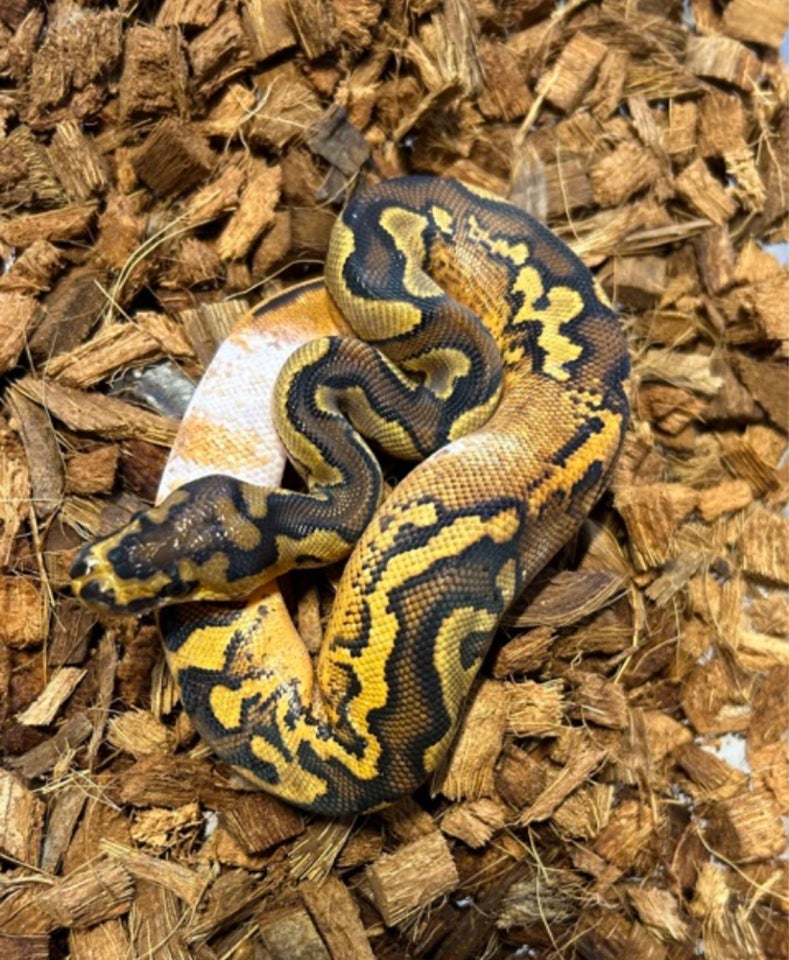 Slange, Konge Python